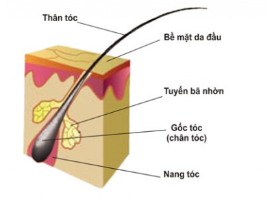 TỔNG QUAN VỀ TÓC